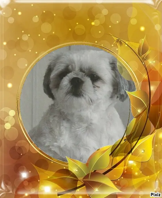 Condolence image of Tanja mit Timmy im Herzen 