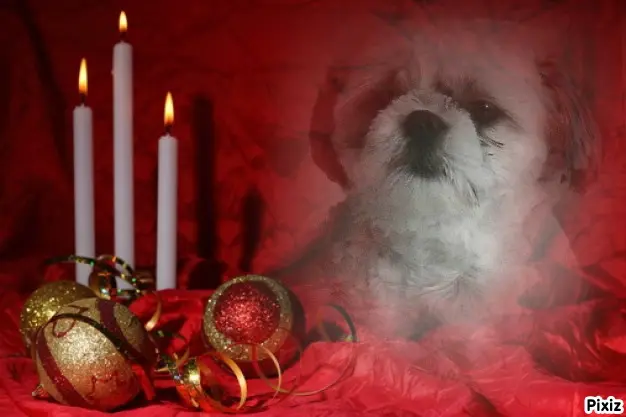 Condolence image of Tanja mit Timmy im Herzen 