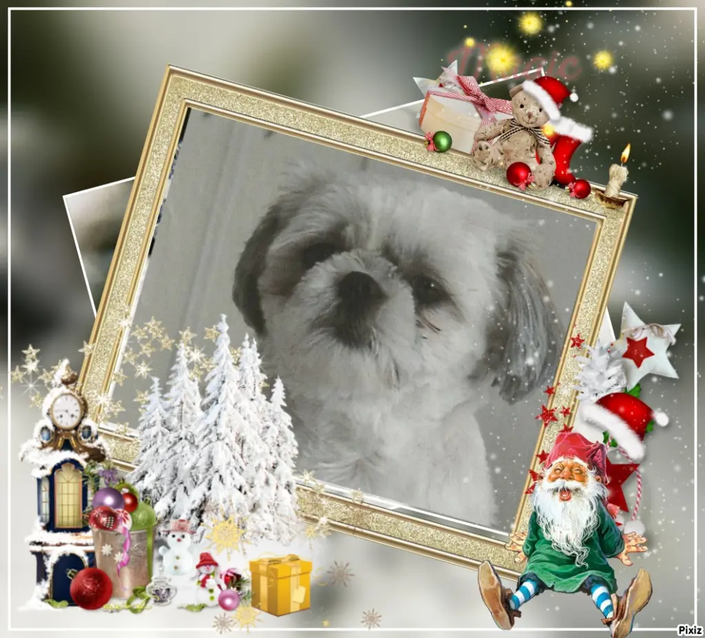 Condolence image of Tanja mit Timmy im Herzen 