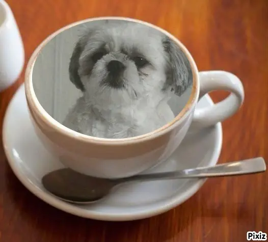 Condolence image of Tanja mit Timmy im Herzen 