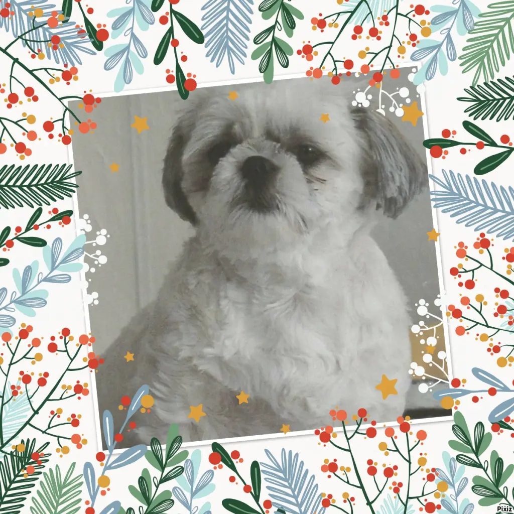 Condolence image of Tanja mit Timmy im Herzen 