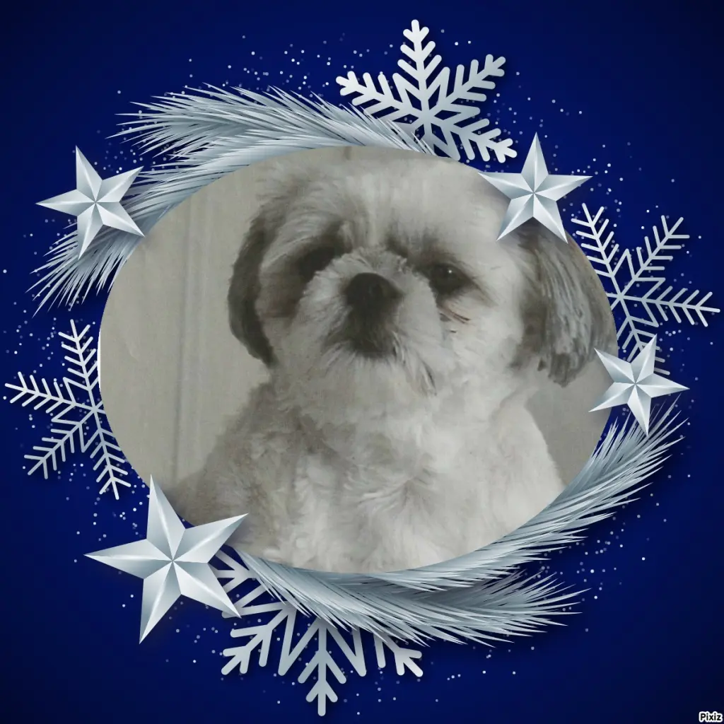 Condolence image of Tanja mit Timmy im Herzen 