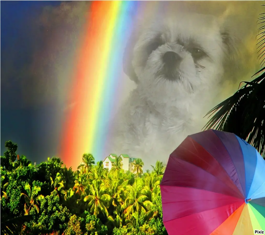 Condolence image of Tanja mit Timmy im Herzen 