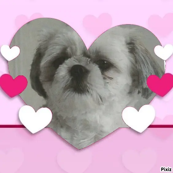 Condolence image of Tanja mit Timmy im Herzen 