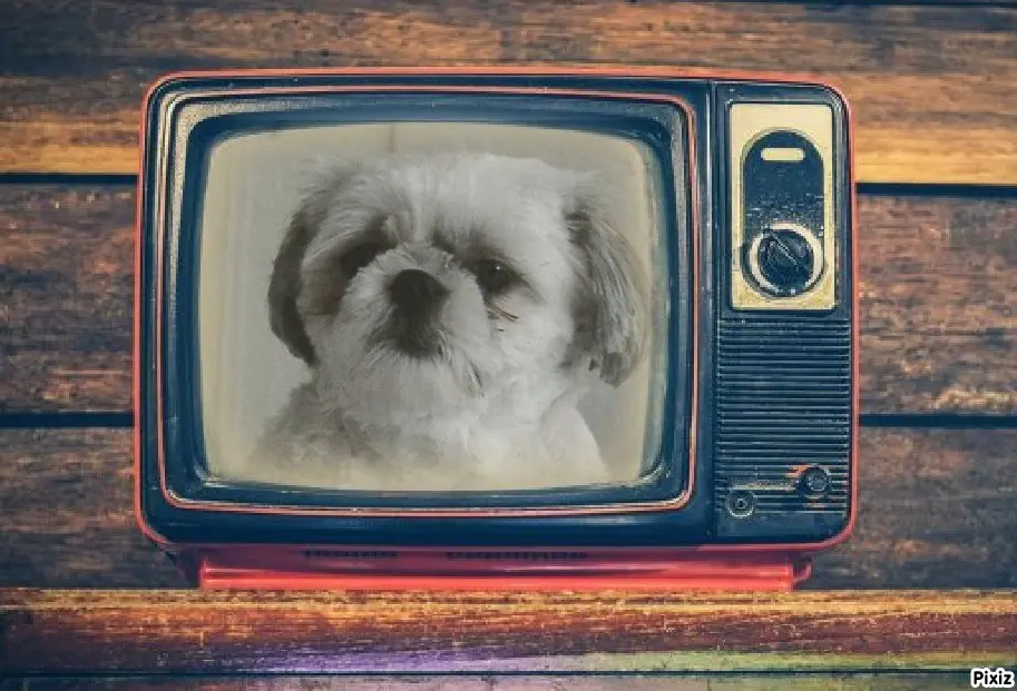 Condolence image of Tanja mit Timmy im Herzen 