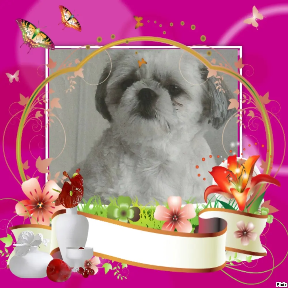 Condolence image of Tanja mit Timmy im Herzen 