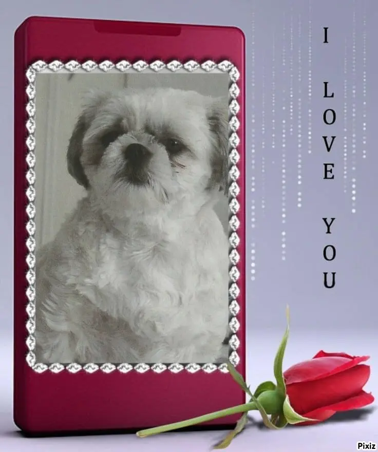 Condolence image of Tanja mit Timmy im Herzen 