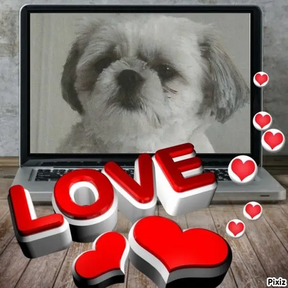 Condolence image of Tanja mit Timmy im Herzen 