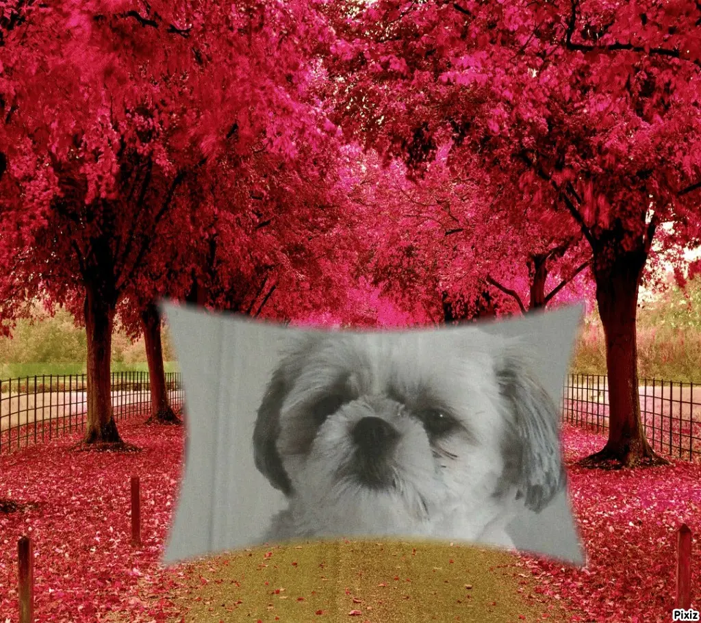 Condolence image of Tanja mit Timmy im Herzen