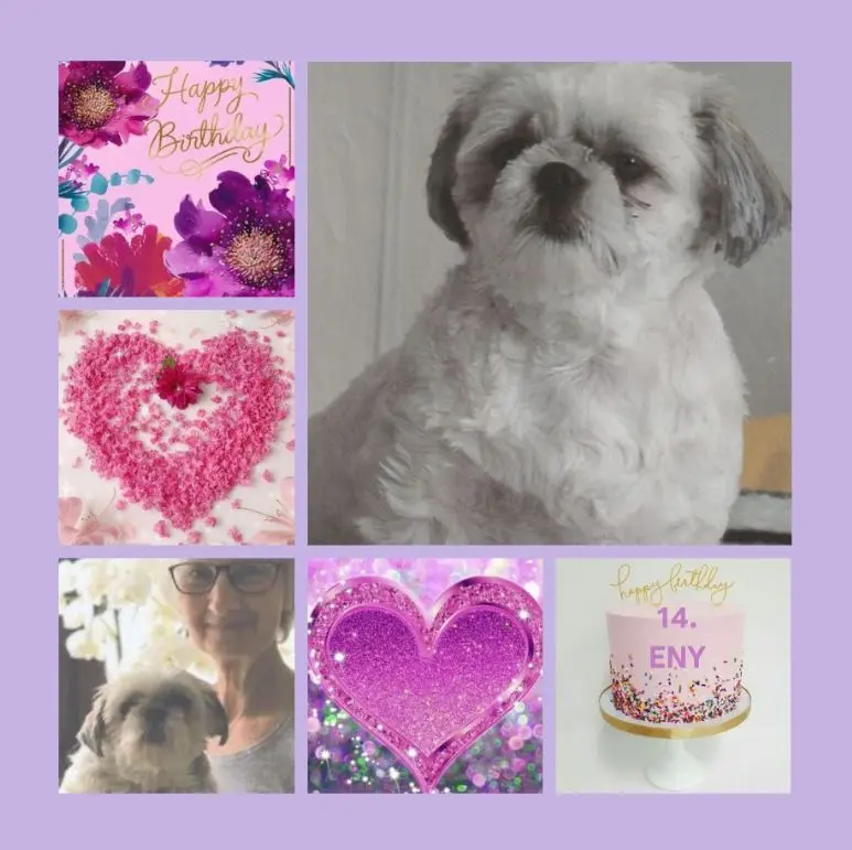 Condolence image of Geburtstagsrosen für Eny