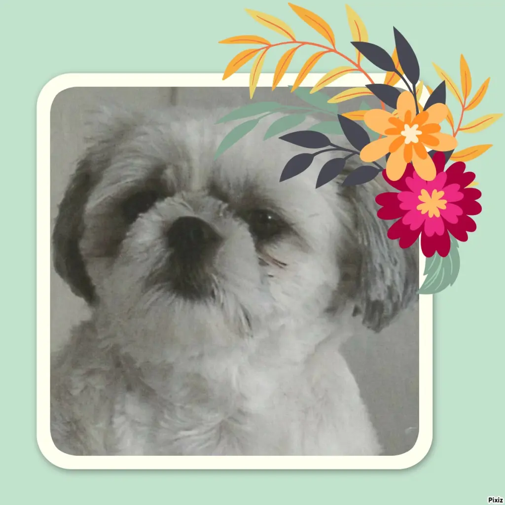 Condolence image of Tanja mit Timmy im Herzen