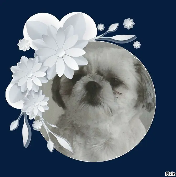 Condolence image of Tanja mit Timmy im Herzen 