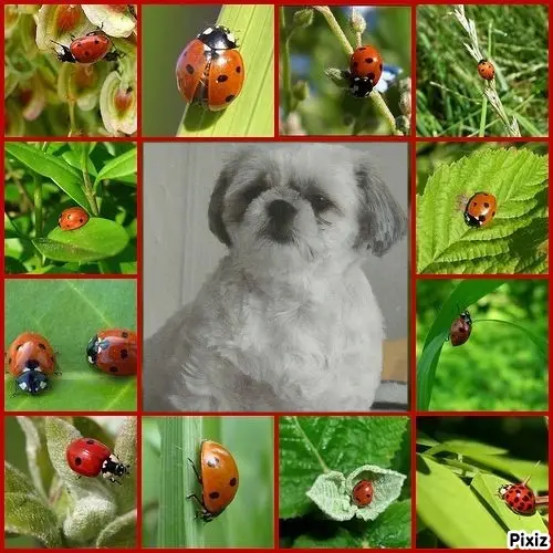 Condolence image of Tanja mit Timmy im Herzen 