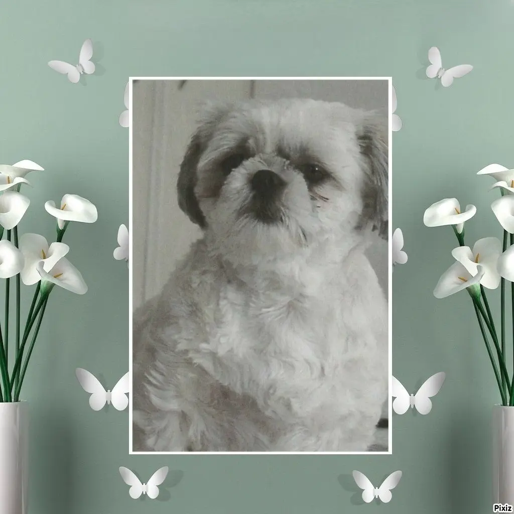 Condolence image of Tanja mit Timmy im Herzen 