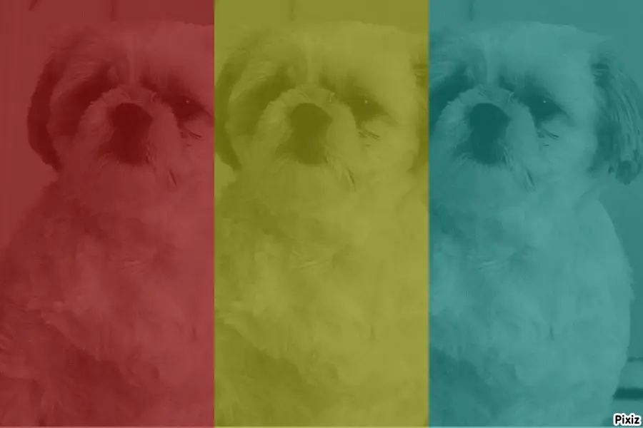 Condolence image of Tanja mit Timmy im Herzen 