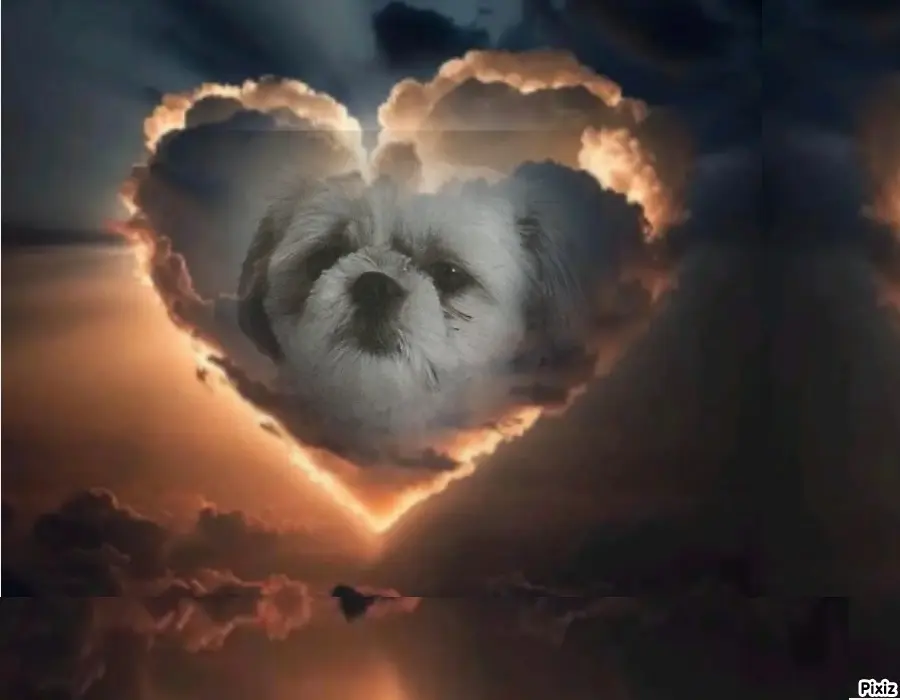 Condolence image of Tanja mit Timmy im Herzen 