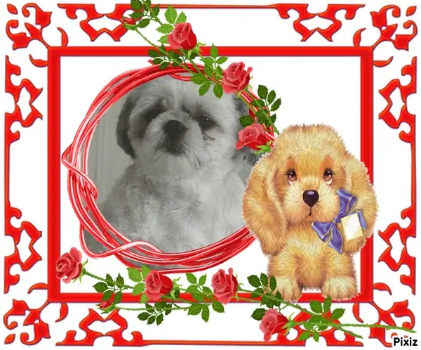 Condolence image of Tanja mit Timmy im Herzen 