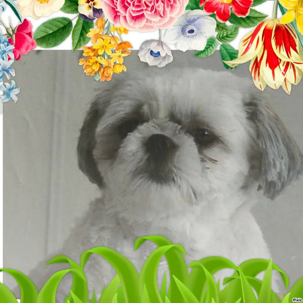 Condolence image of Tanja mit Timmy im Herzen 