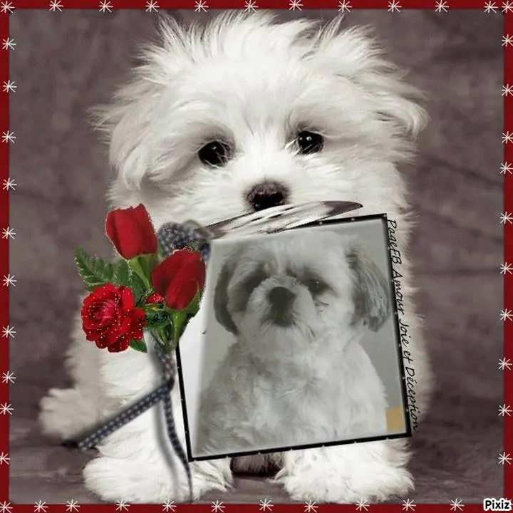 Condolence image of Tanja mit Timmy im Herzen 