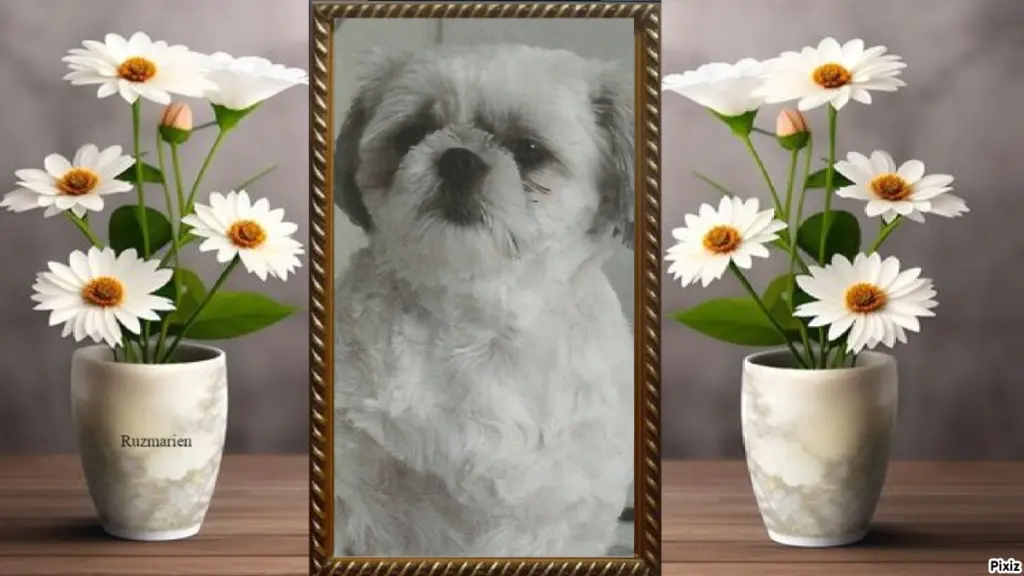 Condolence image of Tanja mit Timmy im Herzen 