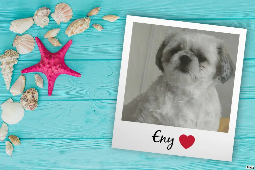 Condolence image of Tanja mit Timmy im Herzen 