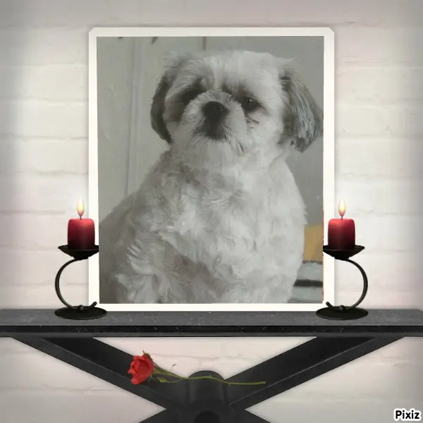 Condolence image of Tanja mit Timmy im Herzen 