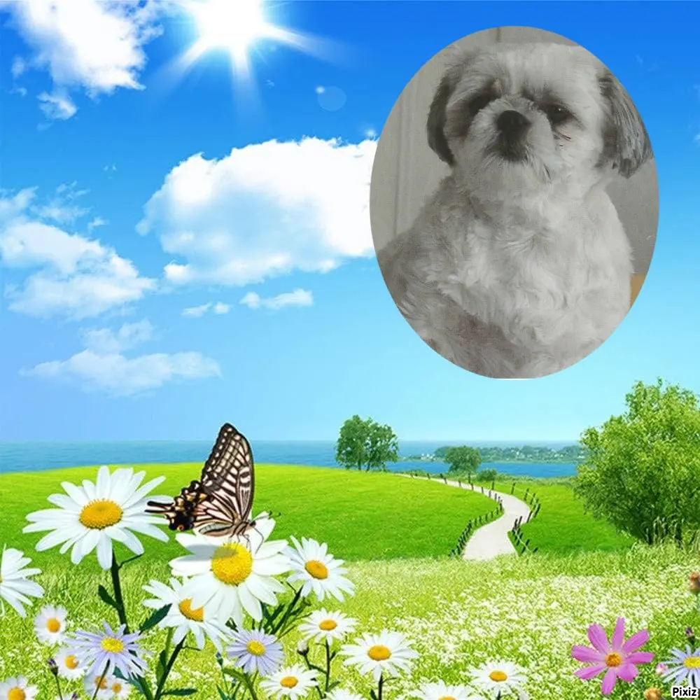 Condolence image of Tanja mit Timmy im Herzen 