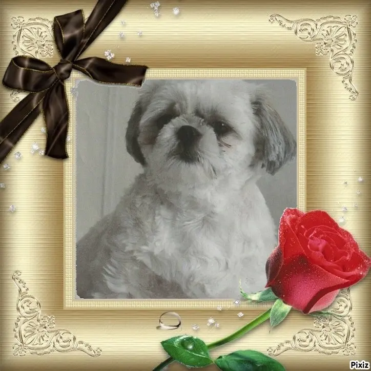 Condolence image of Tanja mit Timmy im Herzen 