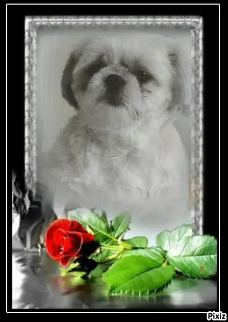 Condolence image of Tanja mit Timmy im Herzen 