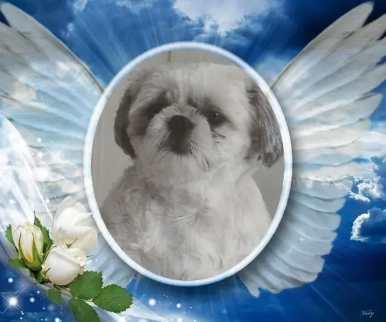 Condolence image of 3. Sternchen❤️❤️❤️Gedenktag❤️❤️❤️