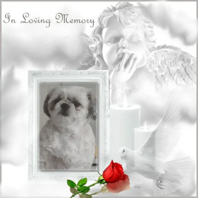 Condolence image of 3. Sternchen⭐️Gedenktag❤️❤️❤️