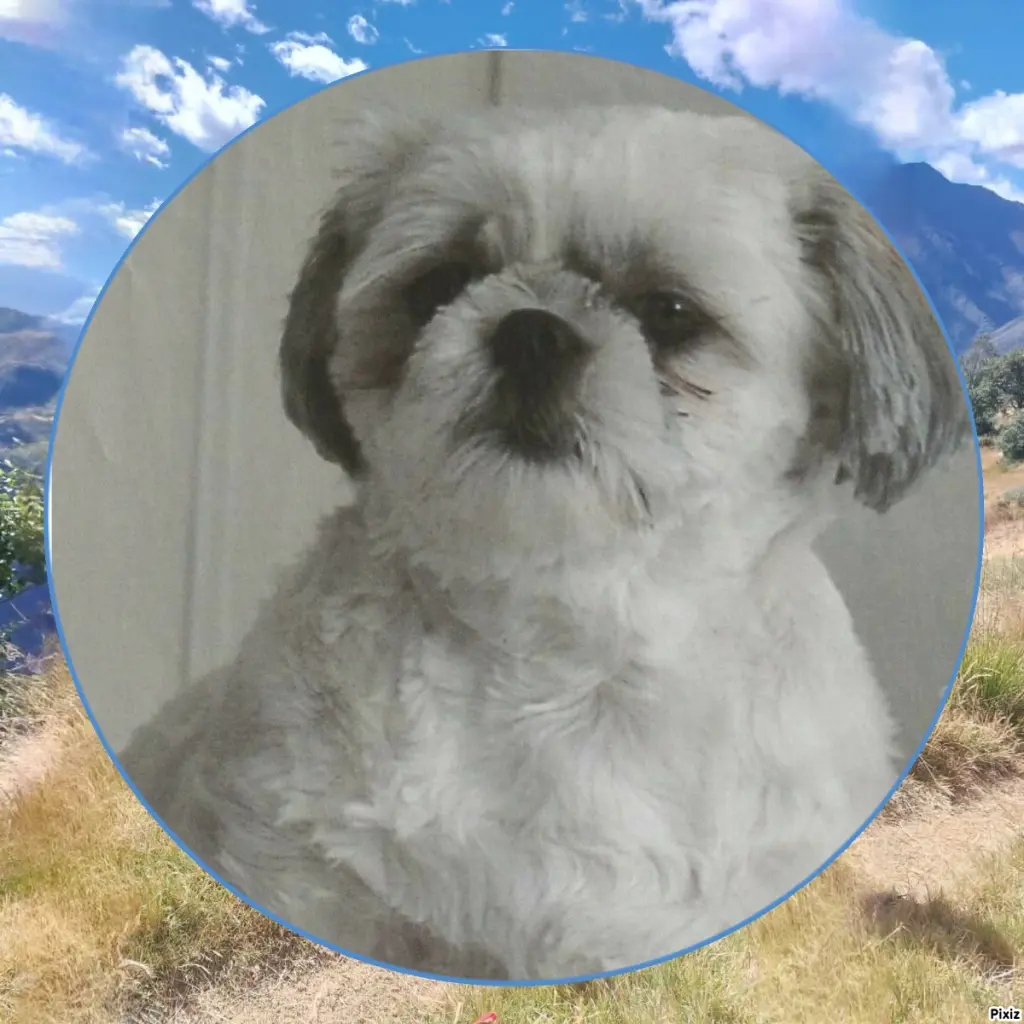 Condolence image of Tanja mit Timmy im Herzen 