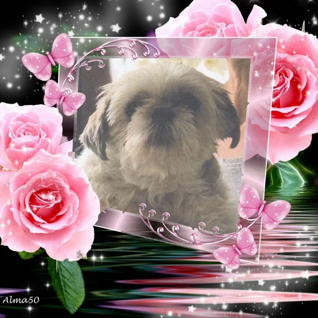 Condolence image of ❤️❤️❤️❤️❤️❤️❤️❤️❤️❤️❤️❤️❤️