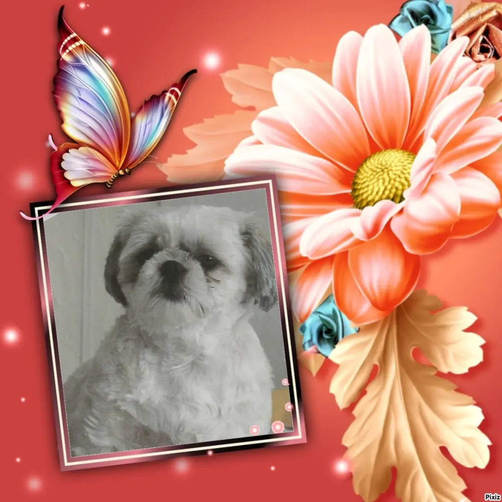 Condolence image of Tanja mit Timmy im Herzen 