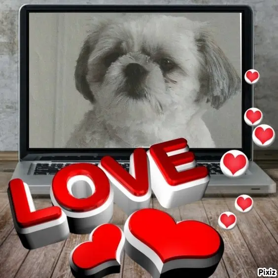 Condolence image of Tanja mit Timmy im Herzen 