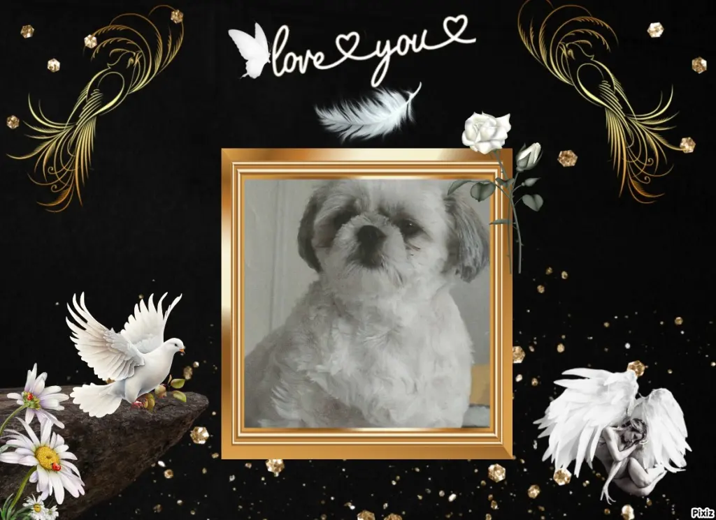 Condolence image of Tanja mit Timmy im Herzen 