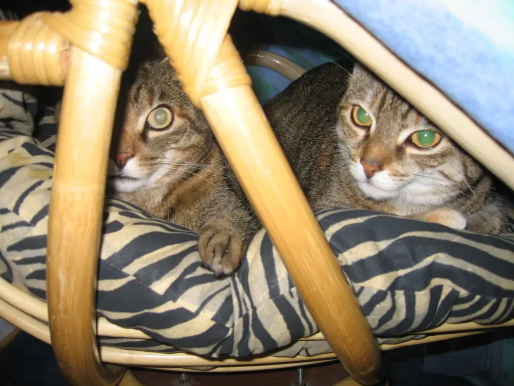 Condolence image of Marple und Christie an Eny ♥