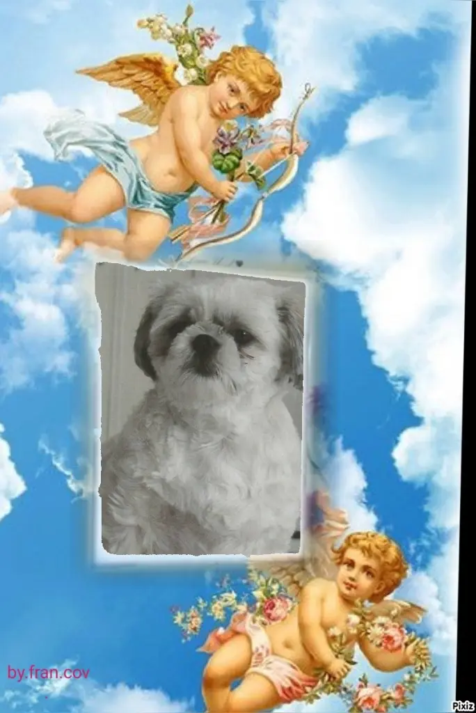 Condolence image of Tanja mit Timmy im Herzen 