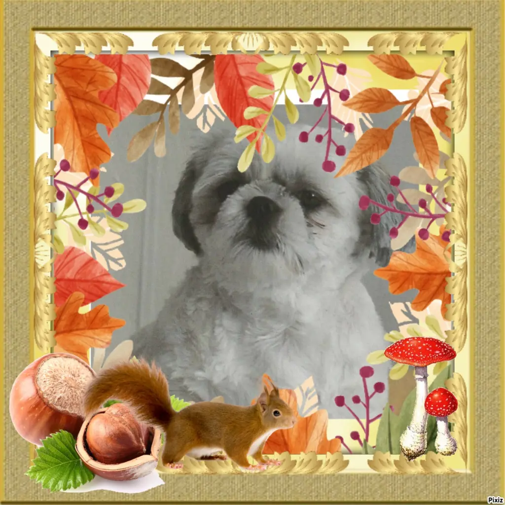 Condolence image of Tanja mit Timmy im Herzen 