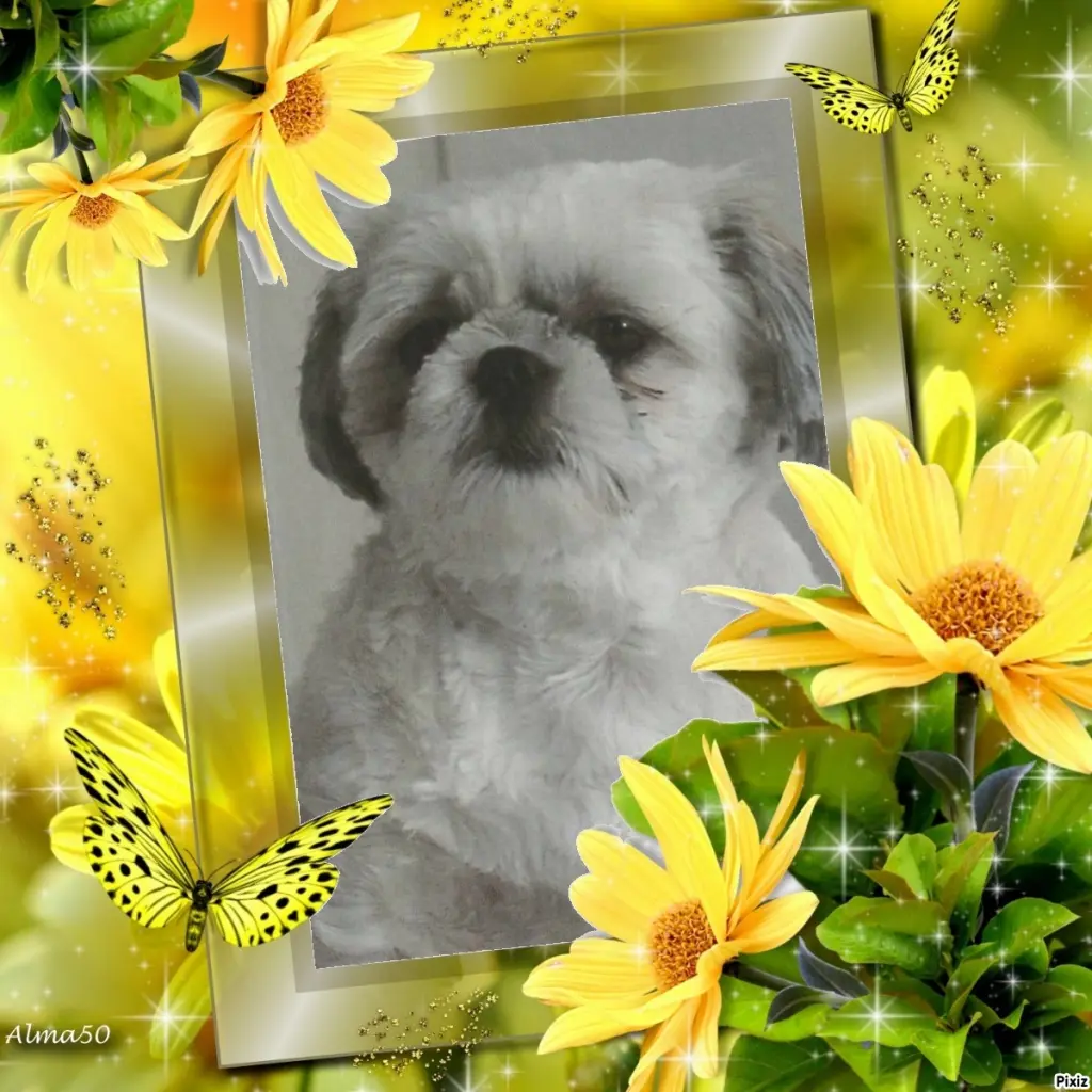 Condolence image of Tanja mit Timmy im Herzen 