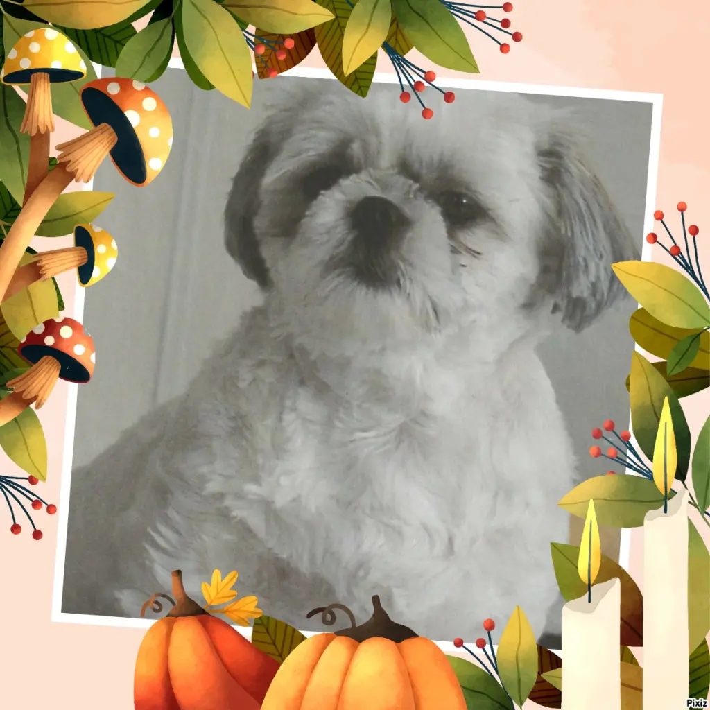 Condolence image of Tanja mit Timmy im Herzen 