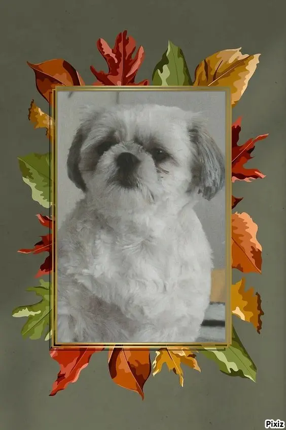 Condolence image of Tanja mit Timmy im Herzen 