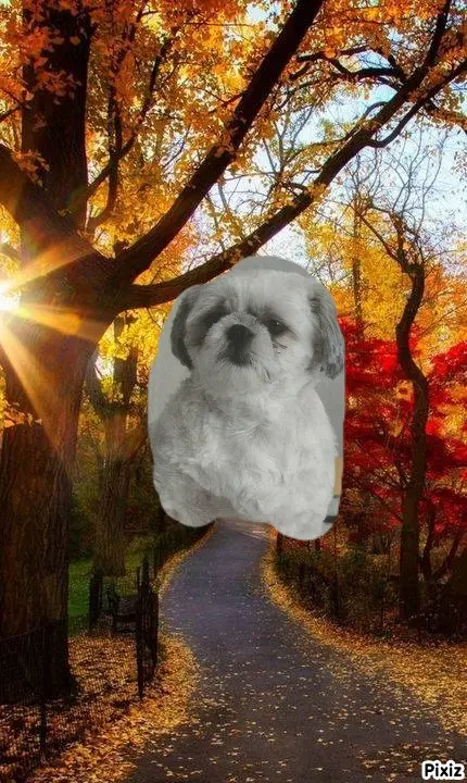 Condolence image of Tanja mit Timmy im Herzen 