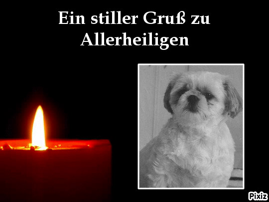 Condolence image of Tanja mit Timmy im Herzen 