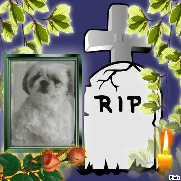 Condolence image of Tanja mit Timmy im Herzen
