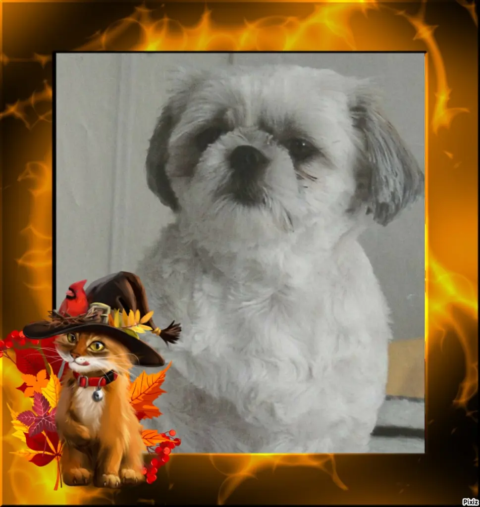 Condolence image of Tanja mit Timmy im Herzen