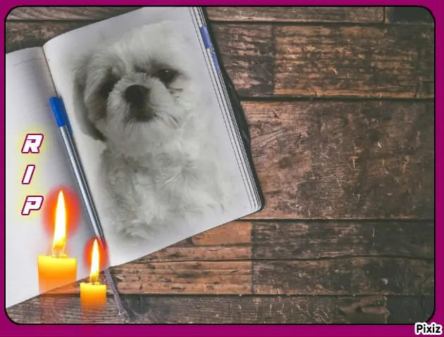 Condolence image of Tanja mit Timmy im Herzen