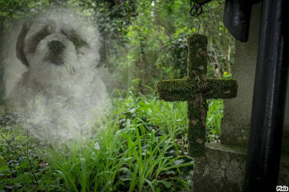 Condolence image of Tanja mit Timmy im Herzen