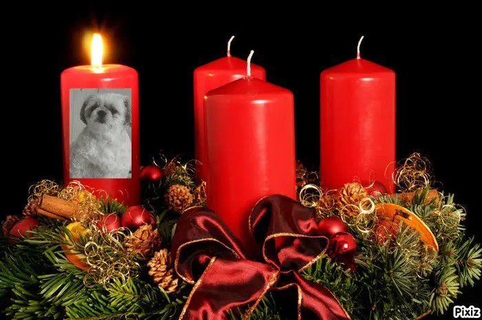 Condolence image of Tanja mit Timmy im Herzen 