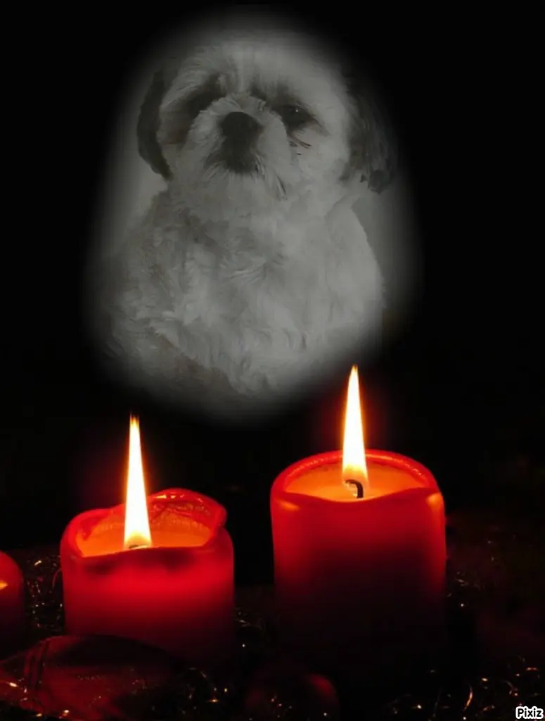 Condolence image of Tanja mit Timmy im Herzen 